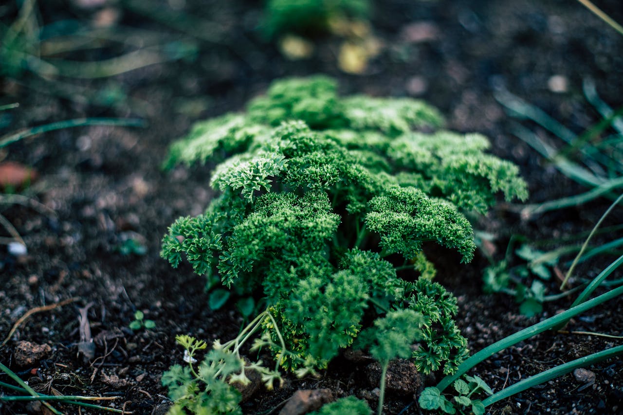 Vibrant green parsley plant thriving in rich soil, illustrating natural growth and cultivation.