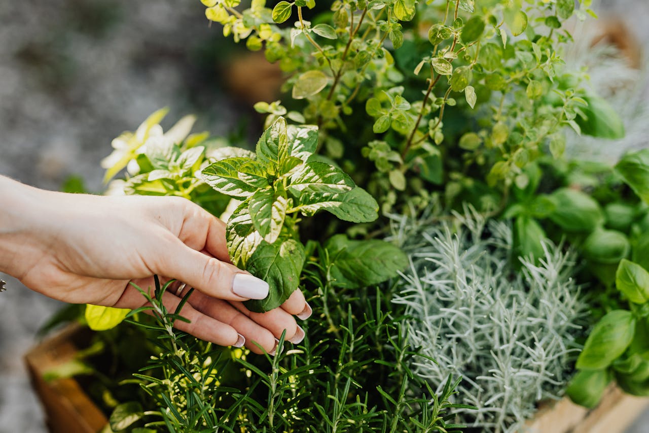 services-01 A hand delicately holds fresh herbs including mint and rosemary from a lush garden.