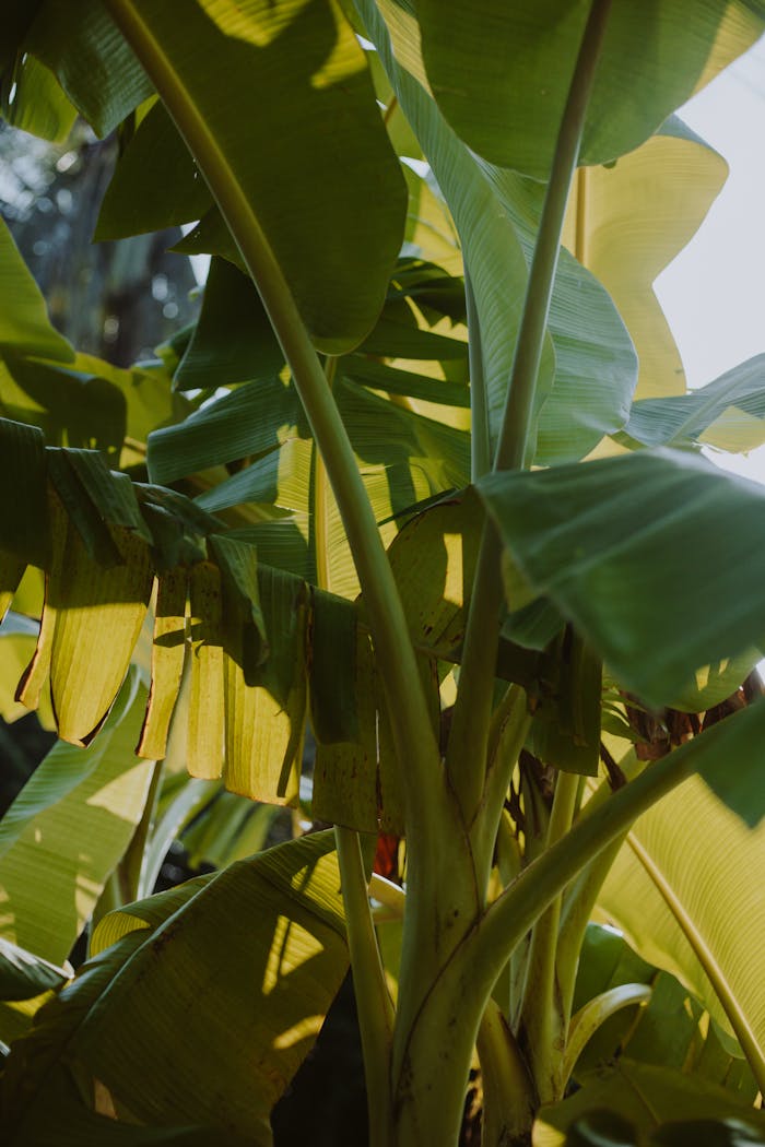 Close up of vibrant green banana plant leaves with sunlight filtering through, creating a tropical summer feel.