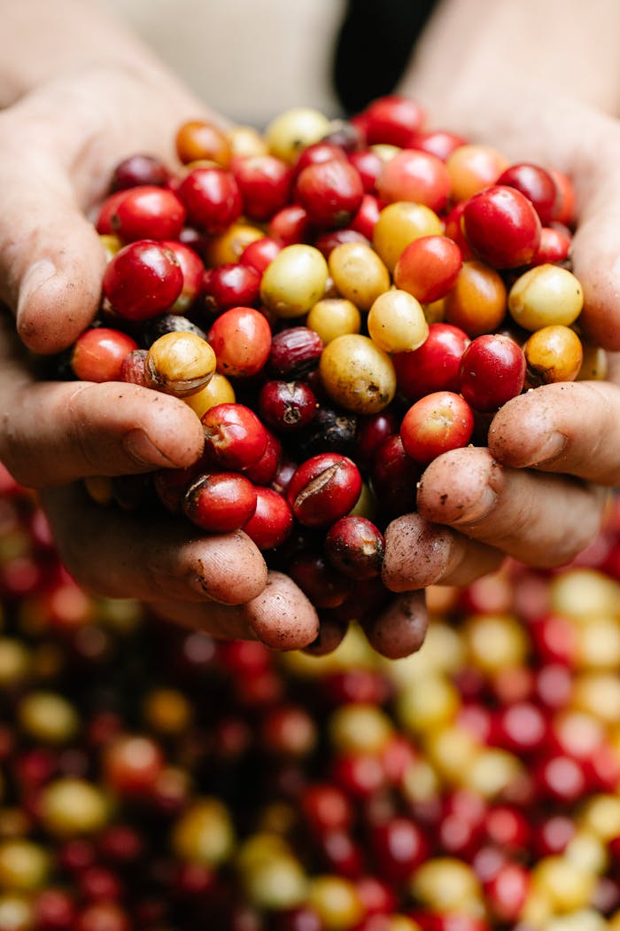 Crop anonymous male with handful of ripe small red coffee beans standing in countryside on blurred background during harvesting season