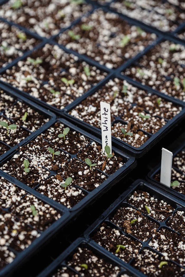 Close-up of young plants sprouting in soil within plastic trays, ideal for gardening and cultivation themes.
